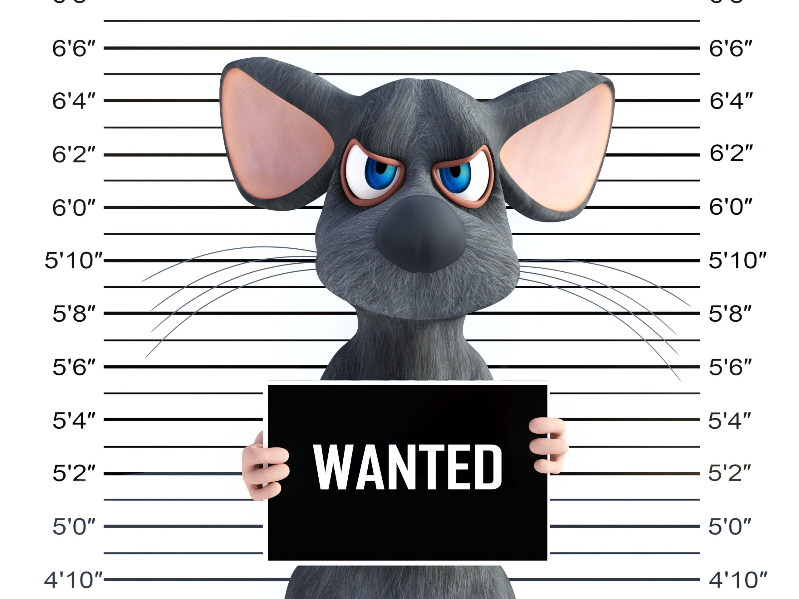 Grey rodent with blue eyes holding a wanted sign standing in lineup with height lines