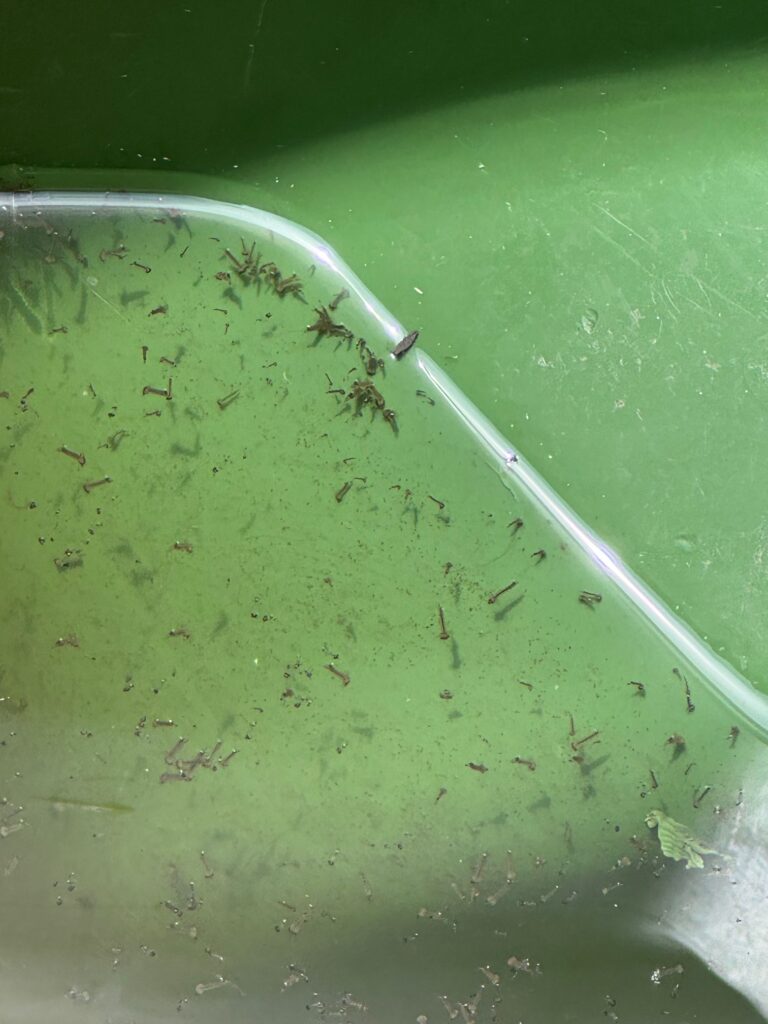 Mosquito Wigglers