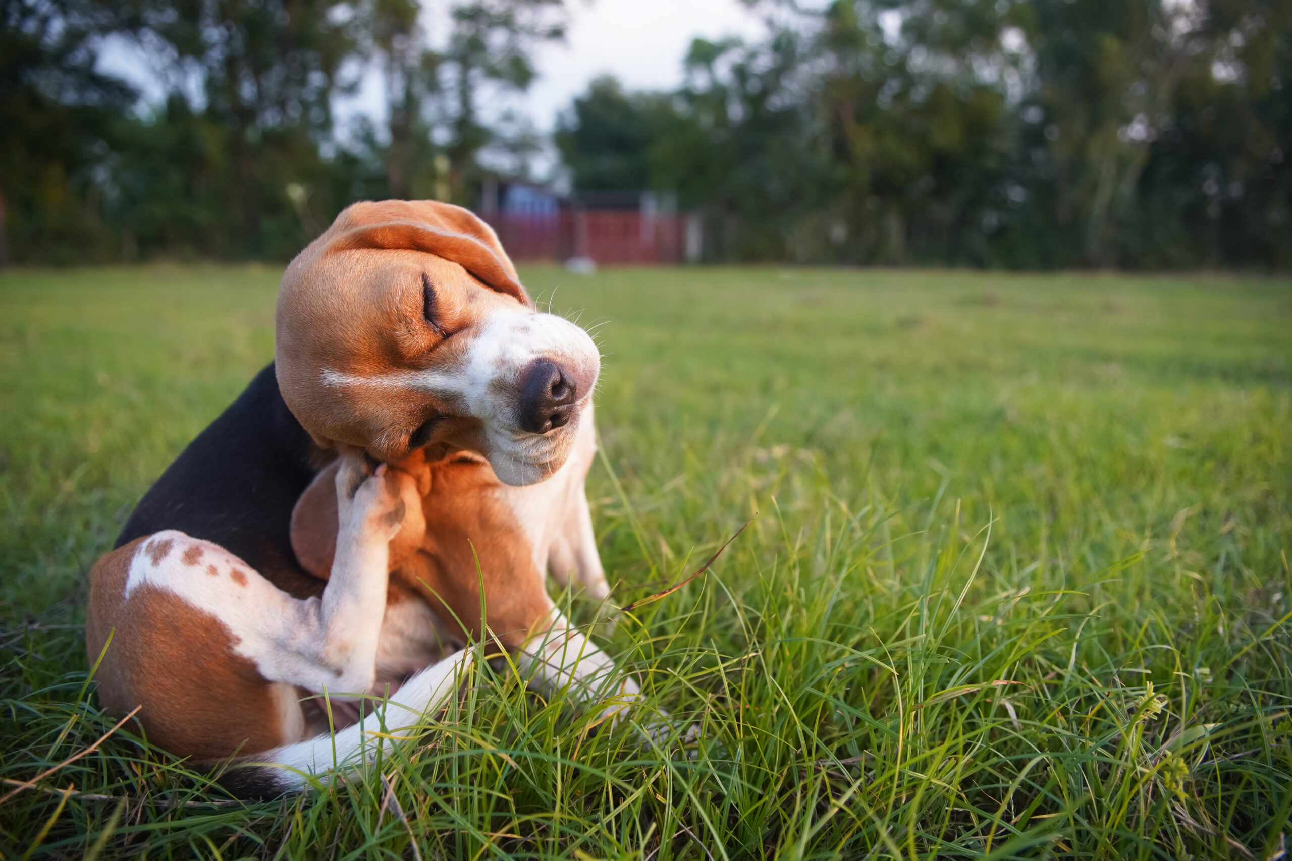 🐾 Flea Season: How Pestherapy Keeps Your Yard Safe for Kids & Pets