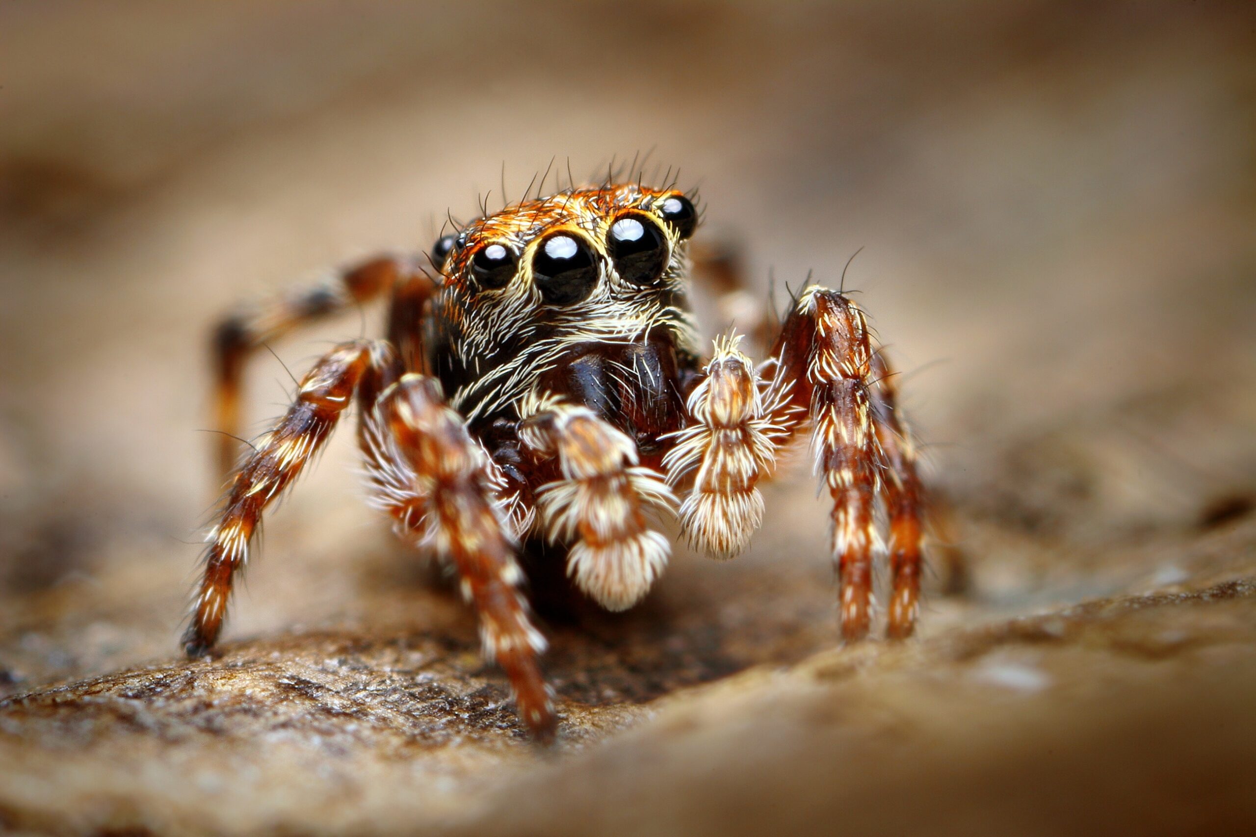 Common Spiders in Florida Homes Pestherapy
