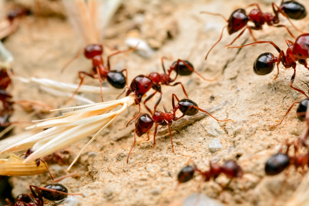 Fire Ants Carrying Debris