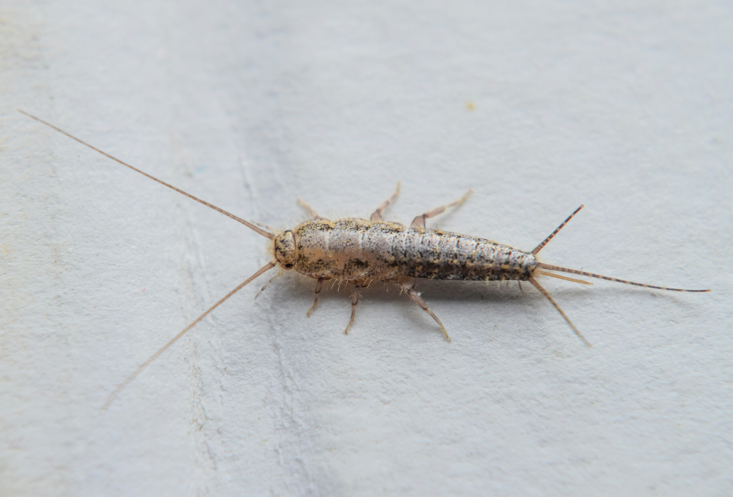Silverfish Solutions for Lasting Home Protection