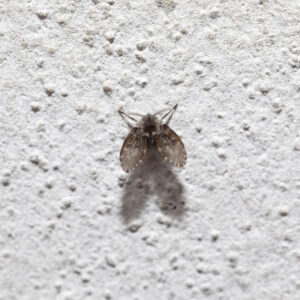 Close-up of a drain fly, Psychodidae, resting on a white textured wall, casting a distinct shadow beneath it