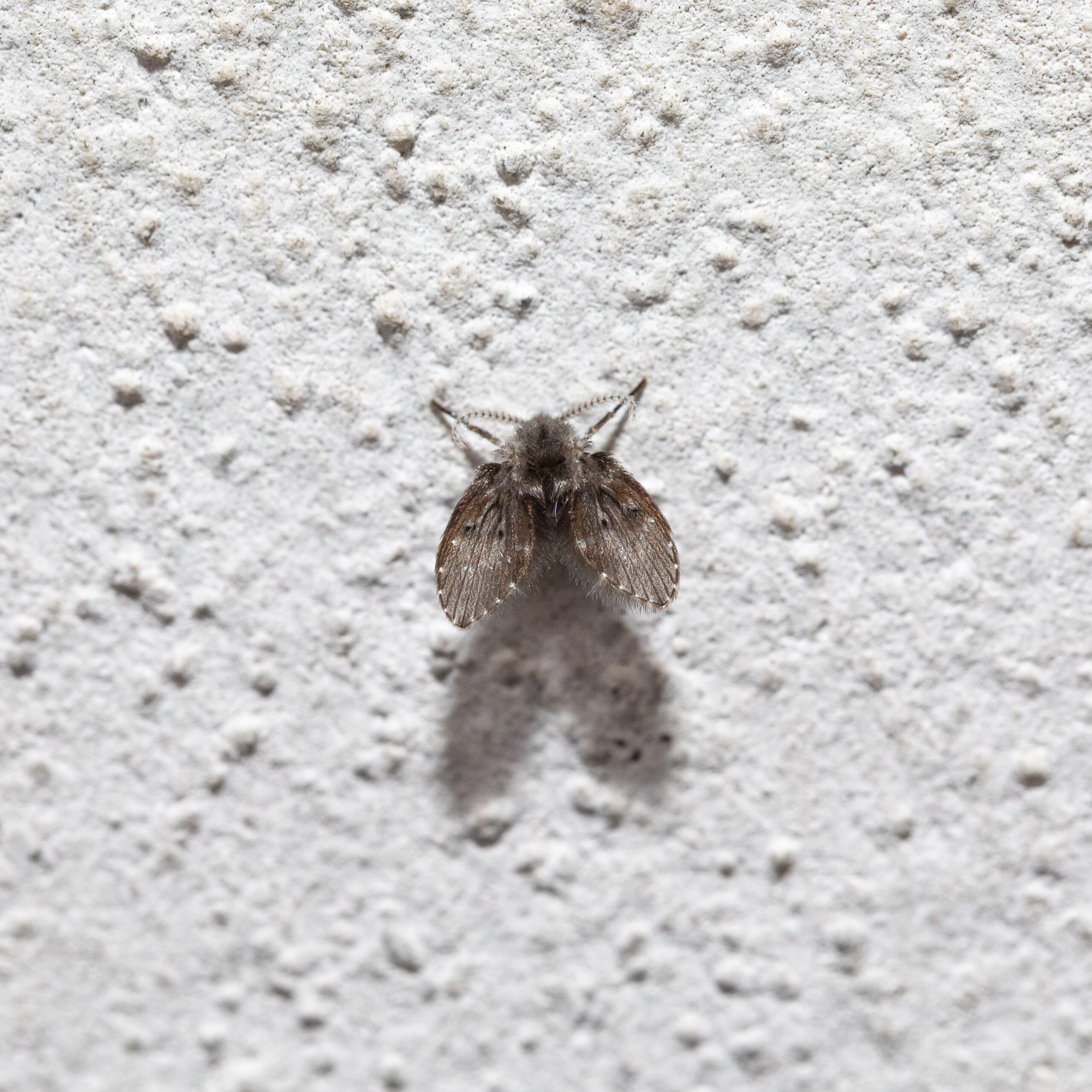 Drain Flies in Florida: The Tiny Pests That May Signal a Water Problem