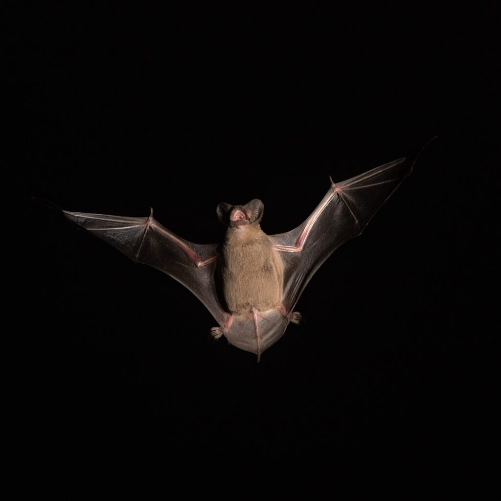Bat flying in the dark