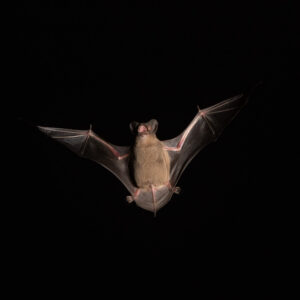 Bat flying in the dark
