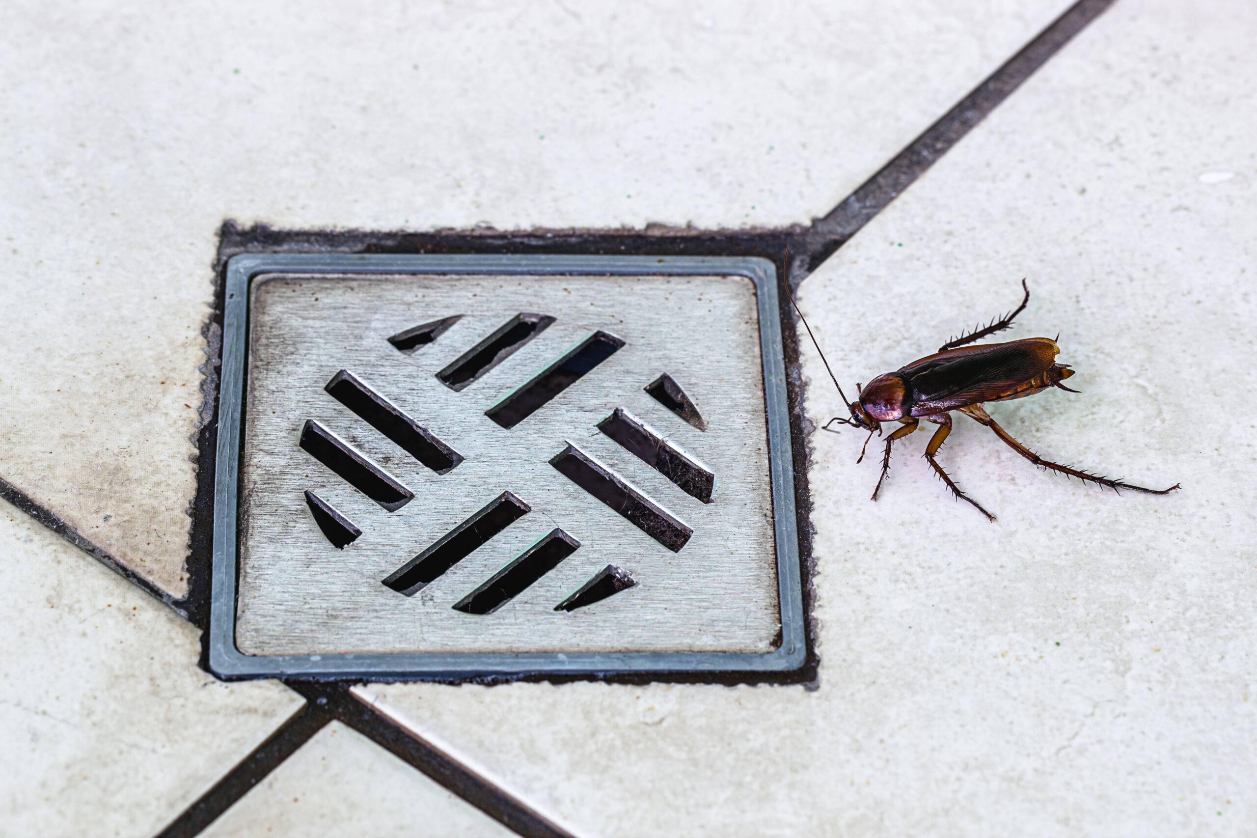 Insect Invaders: How Roaches and Other Pests Slip in Undetected