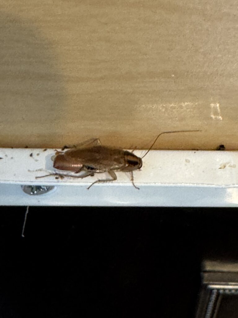 Female German Roach carrying ootheca laying still on a white kitchen slider drawer track. German roach scat is seen in cracks and on surfaces.