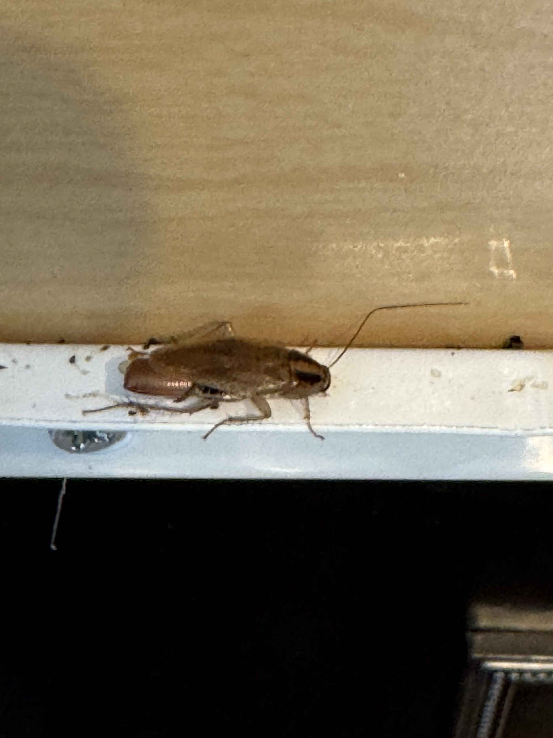 Creeping Terror: The German Roach Nightmare Lurking in Your Kitchen