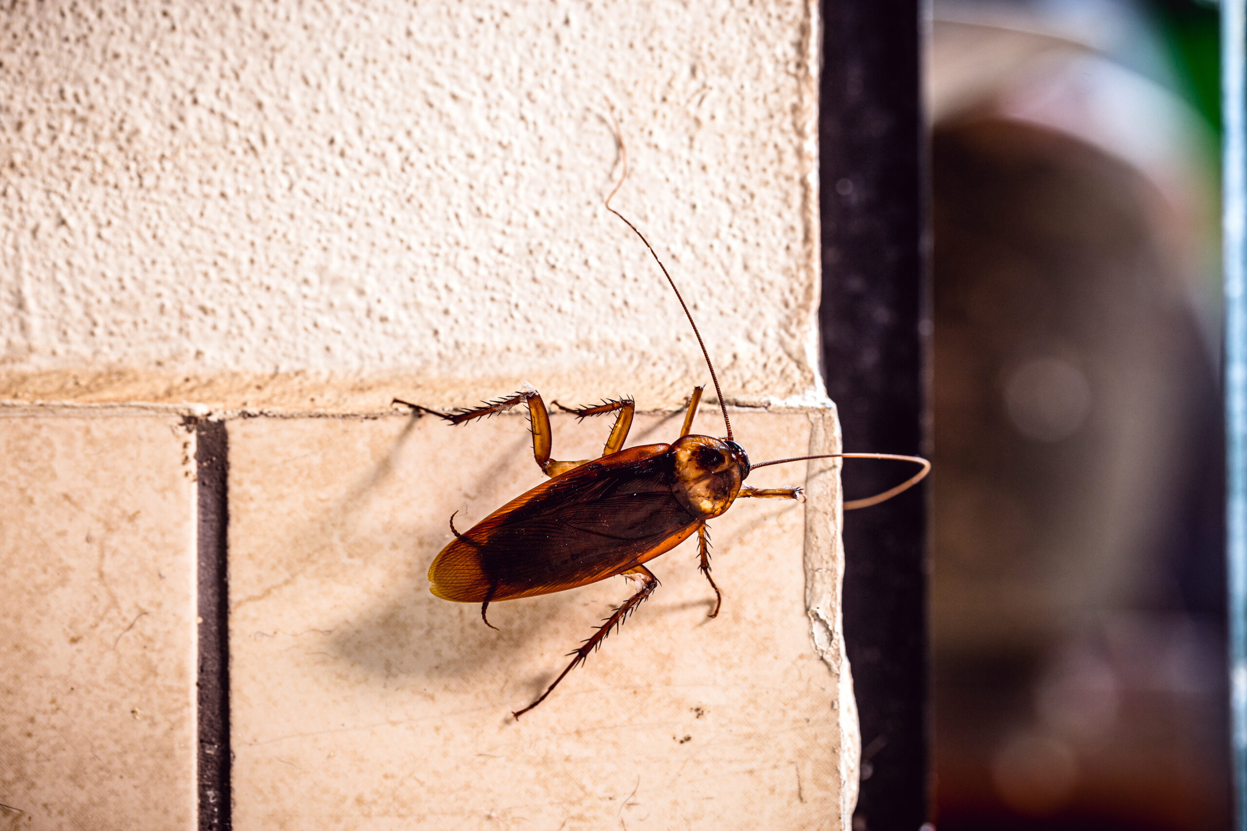 American Roaches in Florida: The Big, Unwelcome Guests in Your Home
